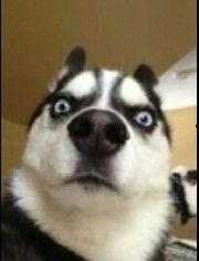 哈士奇视频搞笑视频,萌宠界的喜剧之王