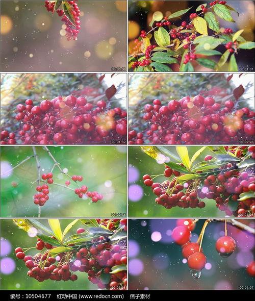 红山果视频,探寻红色记忆，传承革命精神